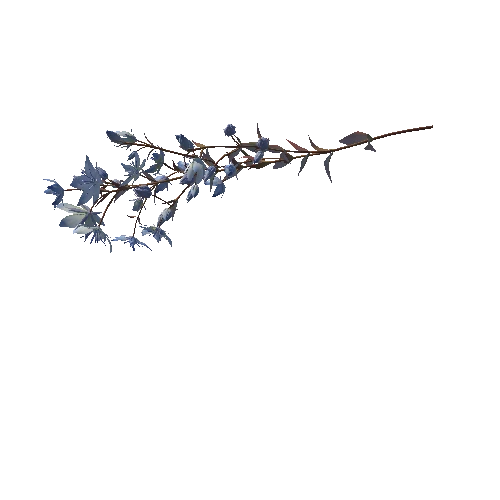 3D flower Collection vol02 Lomatogonium06_M